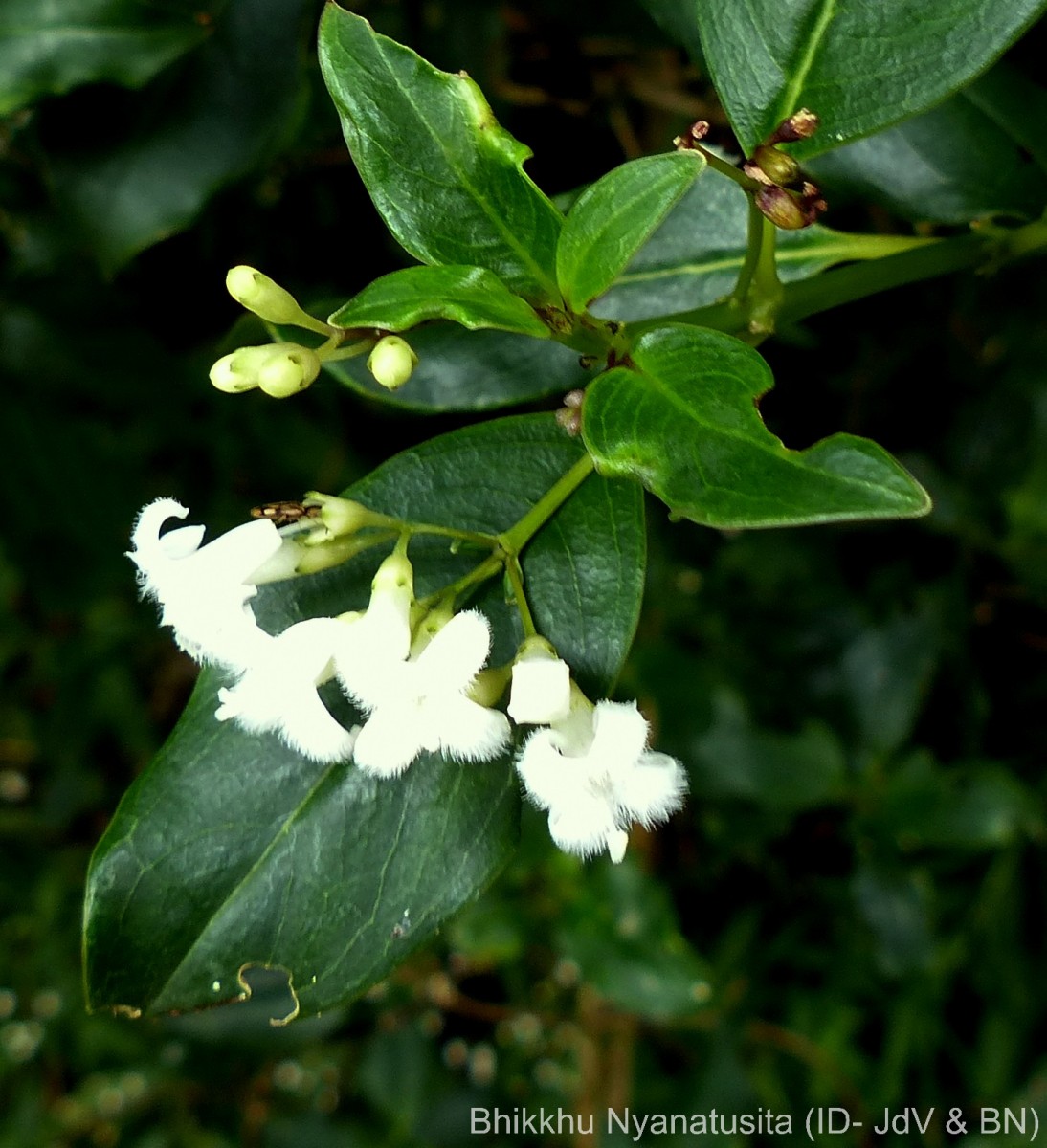 Hedyotis trimenii var. orbicularifolia Ridsdale